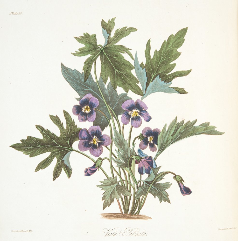 Viola a foglie palmate, da Illustrazioni floreali delle stagioni, pub. 1829 da Margaret Roscoe