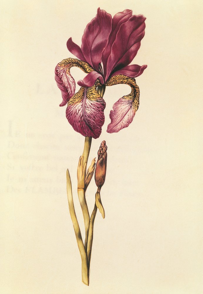 Iris, da 