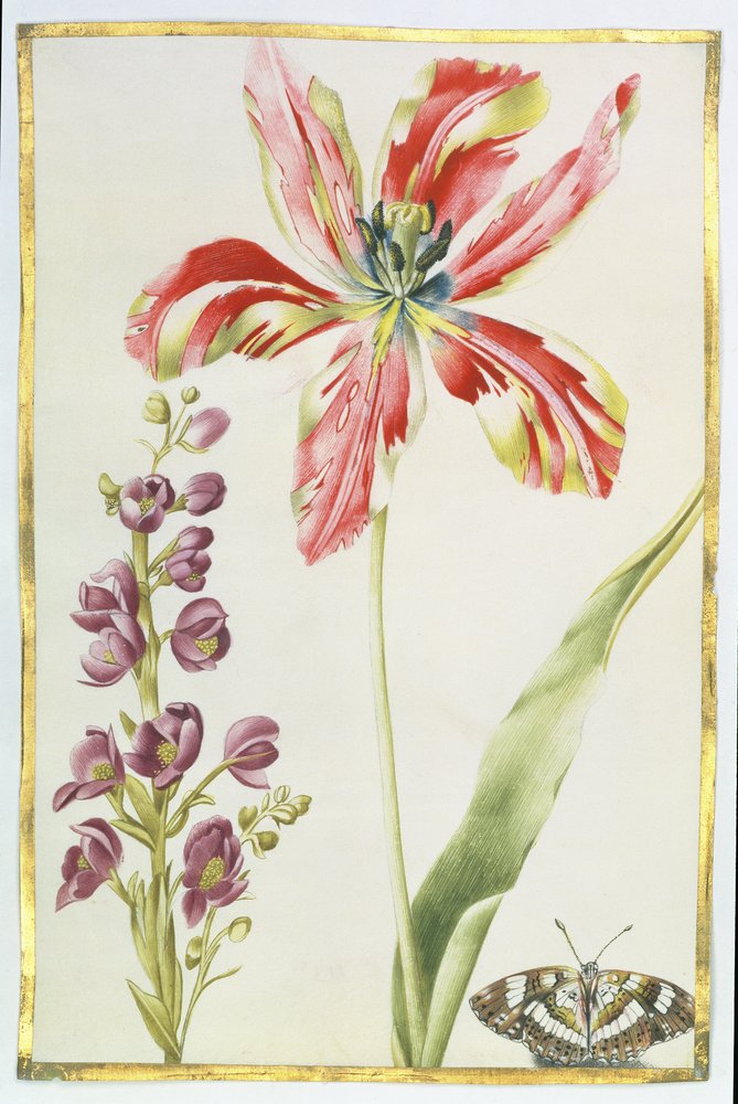 Tulipano, stocks e farfalla, c.1675 (guazzo su pergamena) da Nicolas Robert