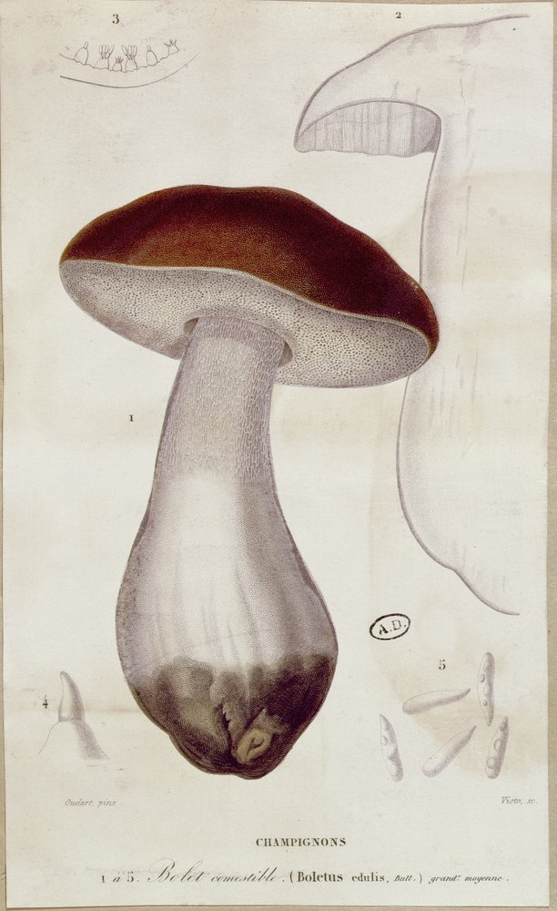 Boletus edulis, illustrazione per un'edizione di 'Traite des ...
