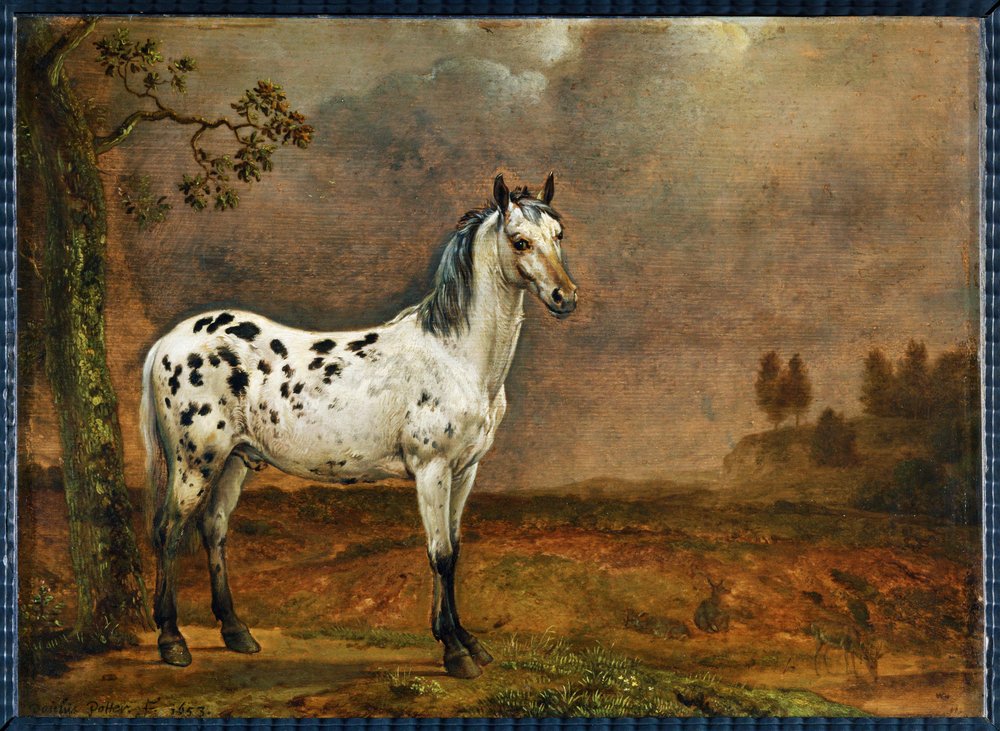 Le cheval pie - il cavallo pezzato ... da Paulus (attr.to) Potter