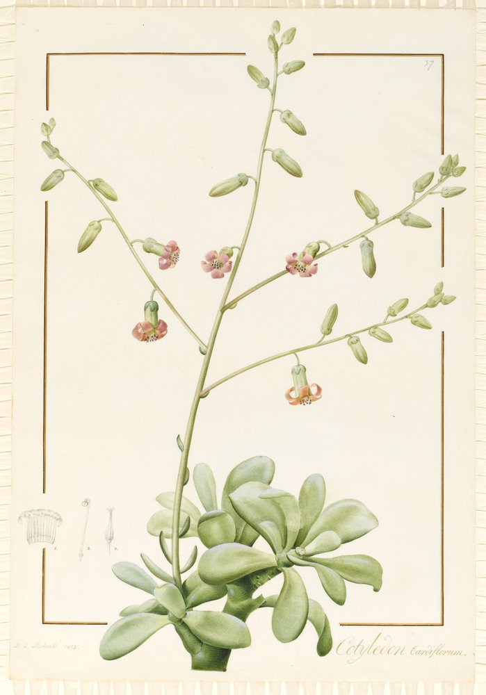Cotyledon Cardiflorum, 1813 da Pierre-Joseph Redouté
