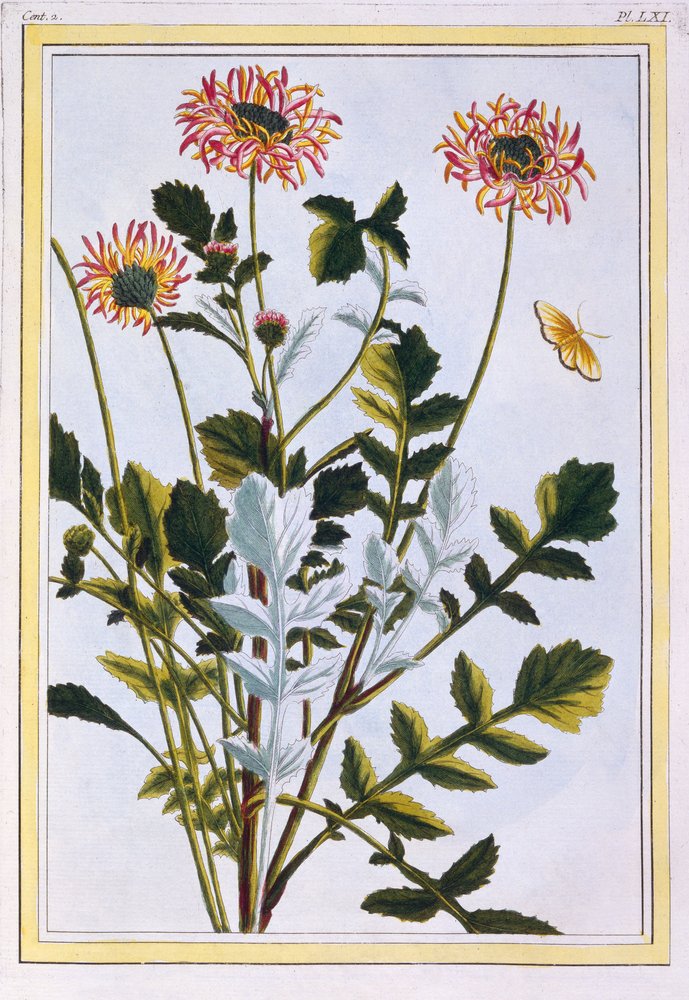 Arcotis etiope (giglio africano), c.1766 da Pierre-Joseph Buchoz