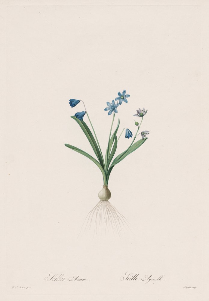 Les Liliacées: Scilla amaena da Pierre-Joseph Redouté
