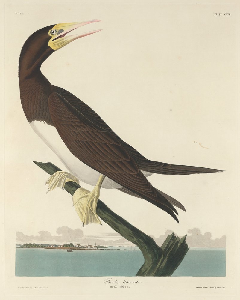 Sula bassana da Robert Havell after John James Audubon
