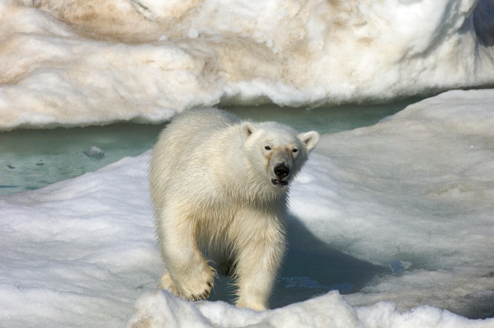Orso polare (Ursus maritimus) che cammina su una banchisa, Isole Svalbard, Norvegia, 2022 (foto) da Sisse Brimberg