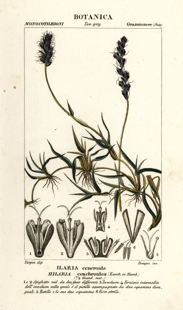 Mesquite riccio, Hilaria cenchroides da Stanghi Stanghi