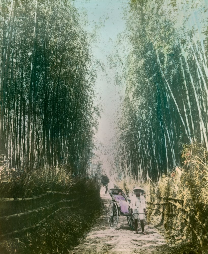 Giovane donna in un germoglio di bambù 1900-1915 circa (fotografia) da Teijiro Takagi