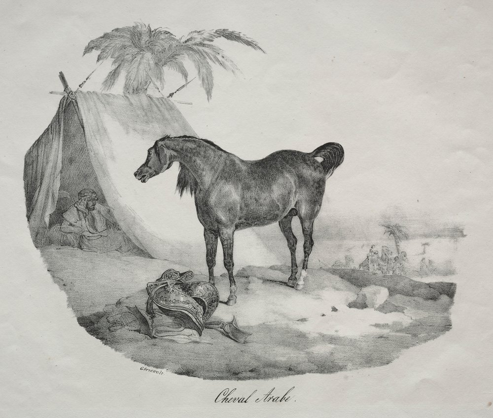 Cavallo arabo | Theodore Gericault | Stampa d'arte