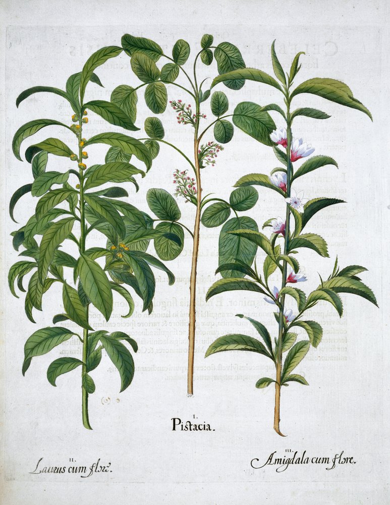 Pistacchio, alloro Laurus Nobilis e mandorla, 1613 da Unbekannt