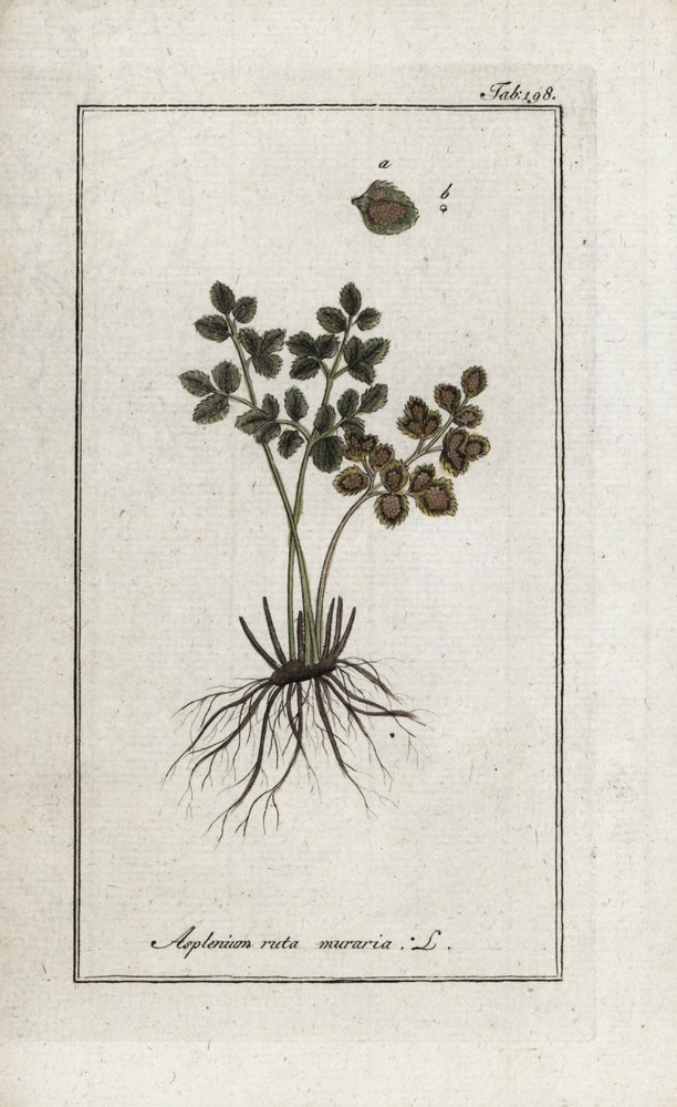 Felce doradilla dei muri o asplenia delle mura. Litografia da 