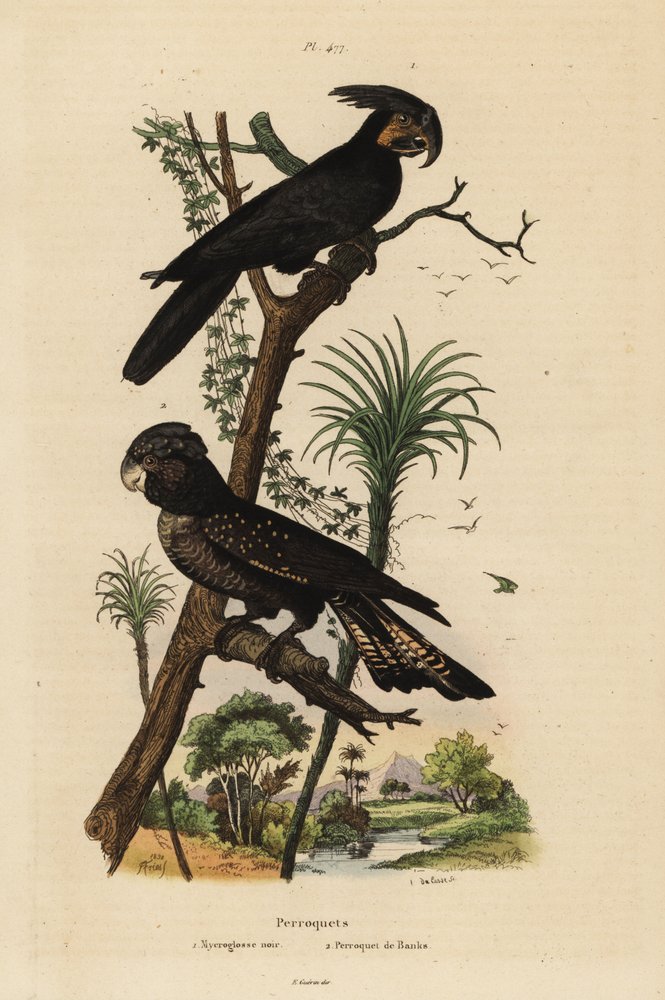 Cacatua delle palme, Probosciger aterrimus, e cacatua nero codarossa, Calyptorhynchus banksii, cacatua nero dal grosso becco e pappagallo di Banks da Unbekannt