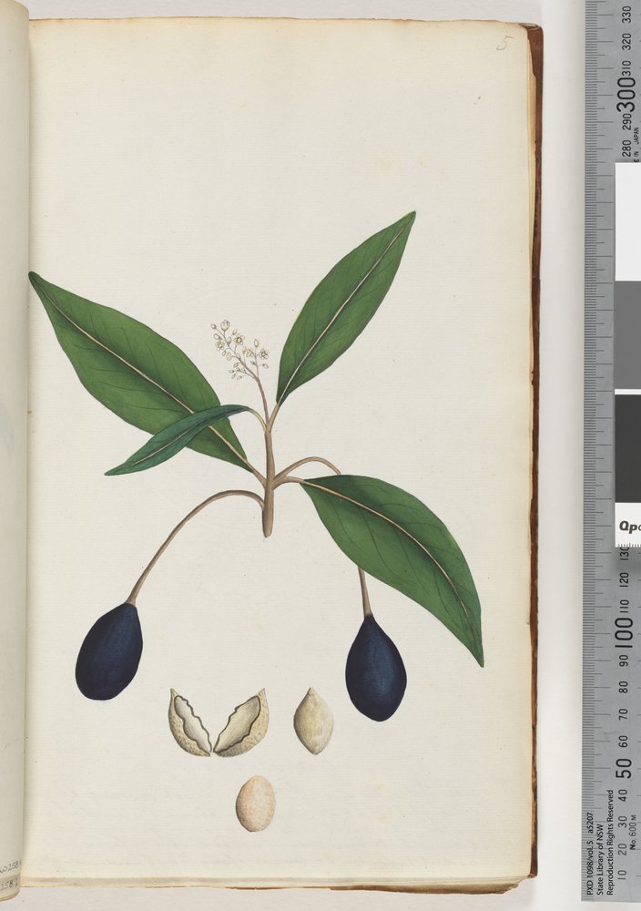 Pagina 5. Pianta non identificata da Unknown artist
