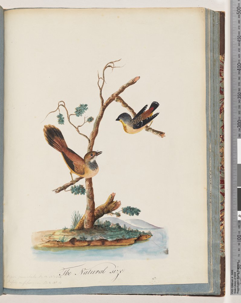 Pardalotus maculato. Pipra punctata. Uccello non identificato. Muscicapa rufifrom da Unknown artist