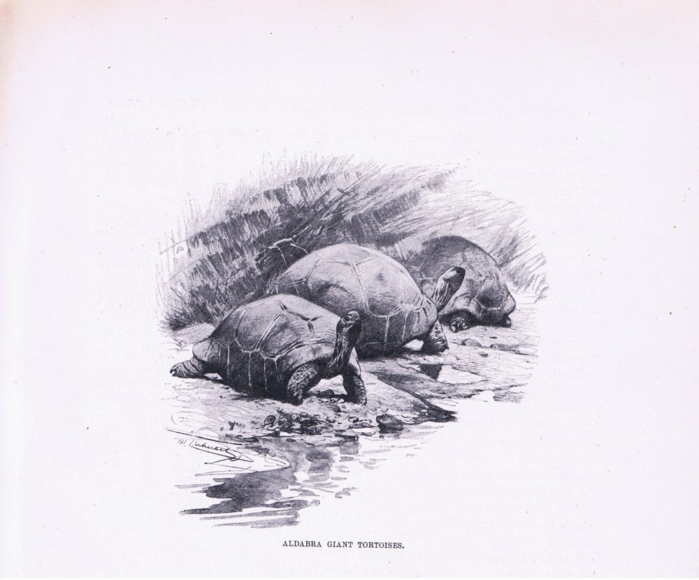 Tartarughe Giganti, illustrazione da Fauna del Mondo, c.1910 da Wilhelm Kuhnert