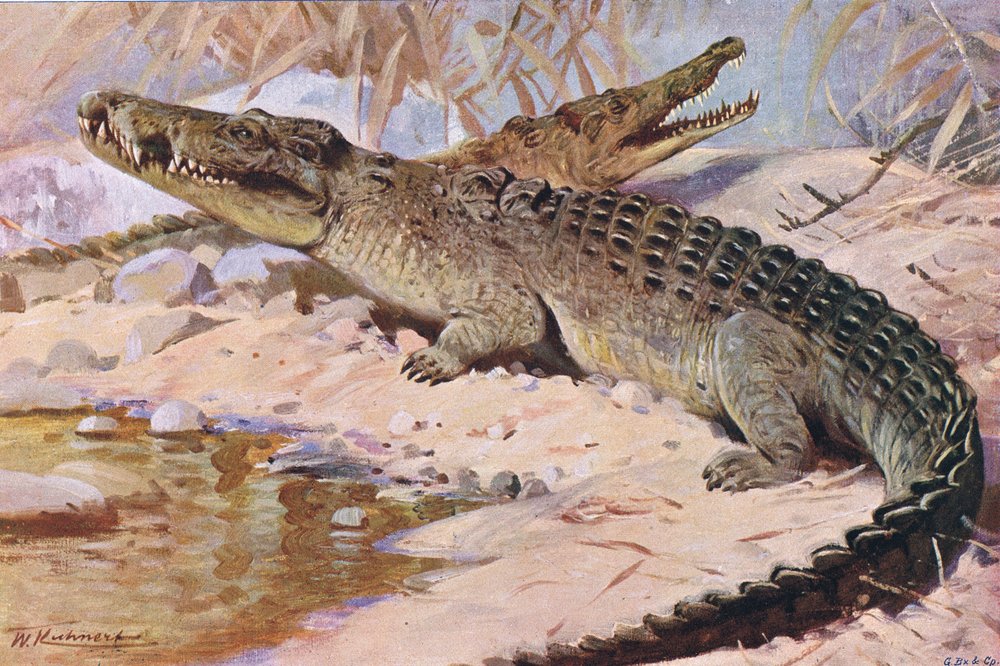 Coccodrillo del Nilo, illustrazione da Wildlife of the World, c.1910 da Wilhelm Kuhnert