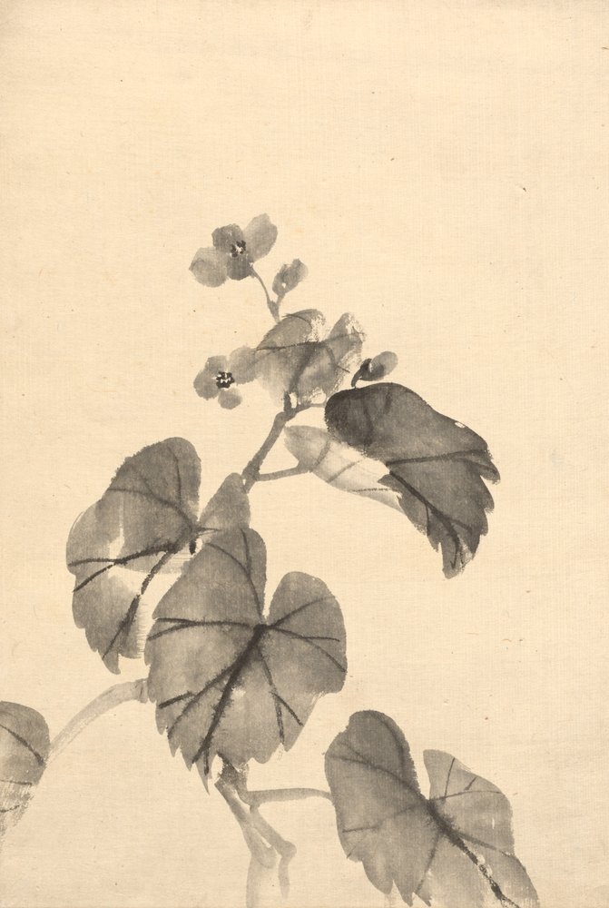 Ramo di begonia in fiore da attributed to Kono Bairei