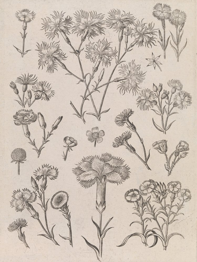  da Adriaen Collaert