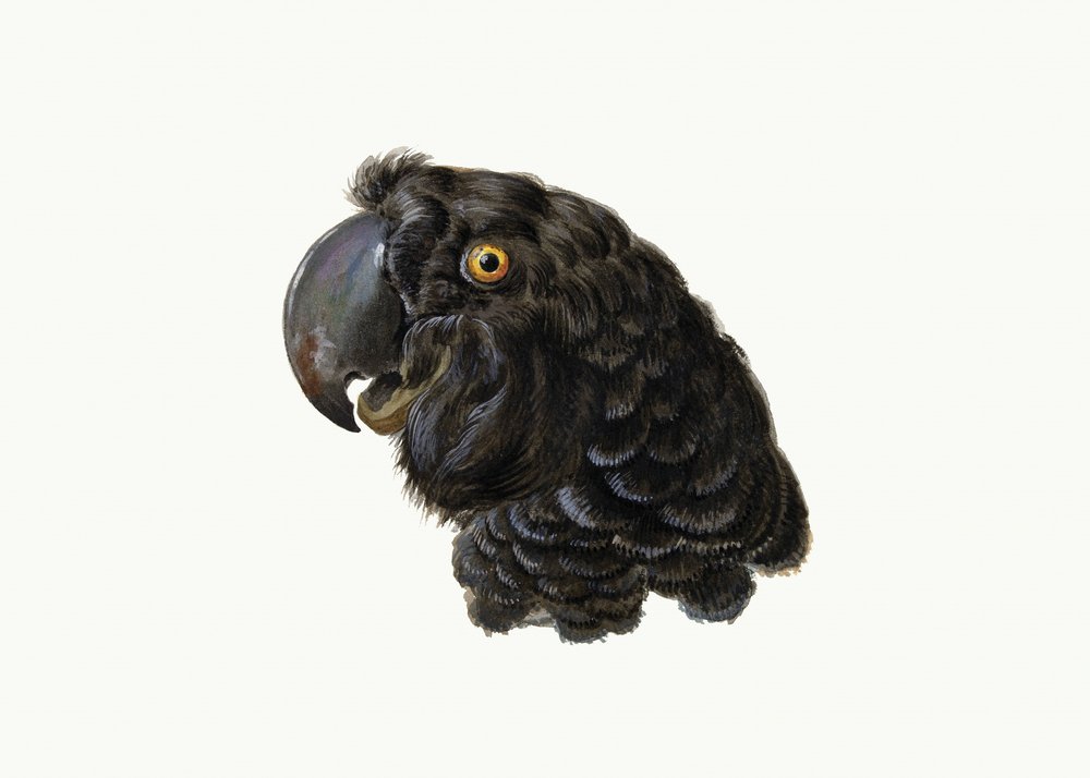 Cacatua da Aert Schouman