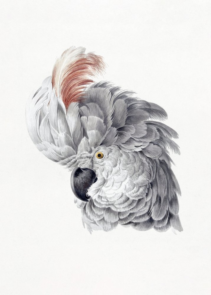Cockatoo Head da Aert Schouman