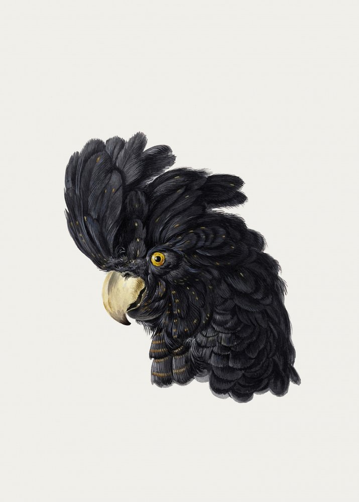 Testa di cacatua da Aert Schouman