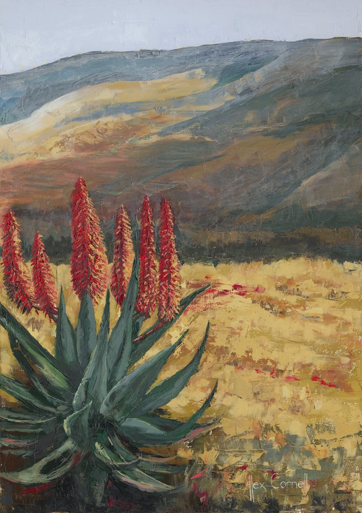 Aloe rossa del deserto da Alex Cornell
