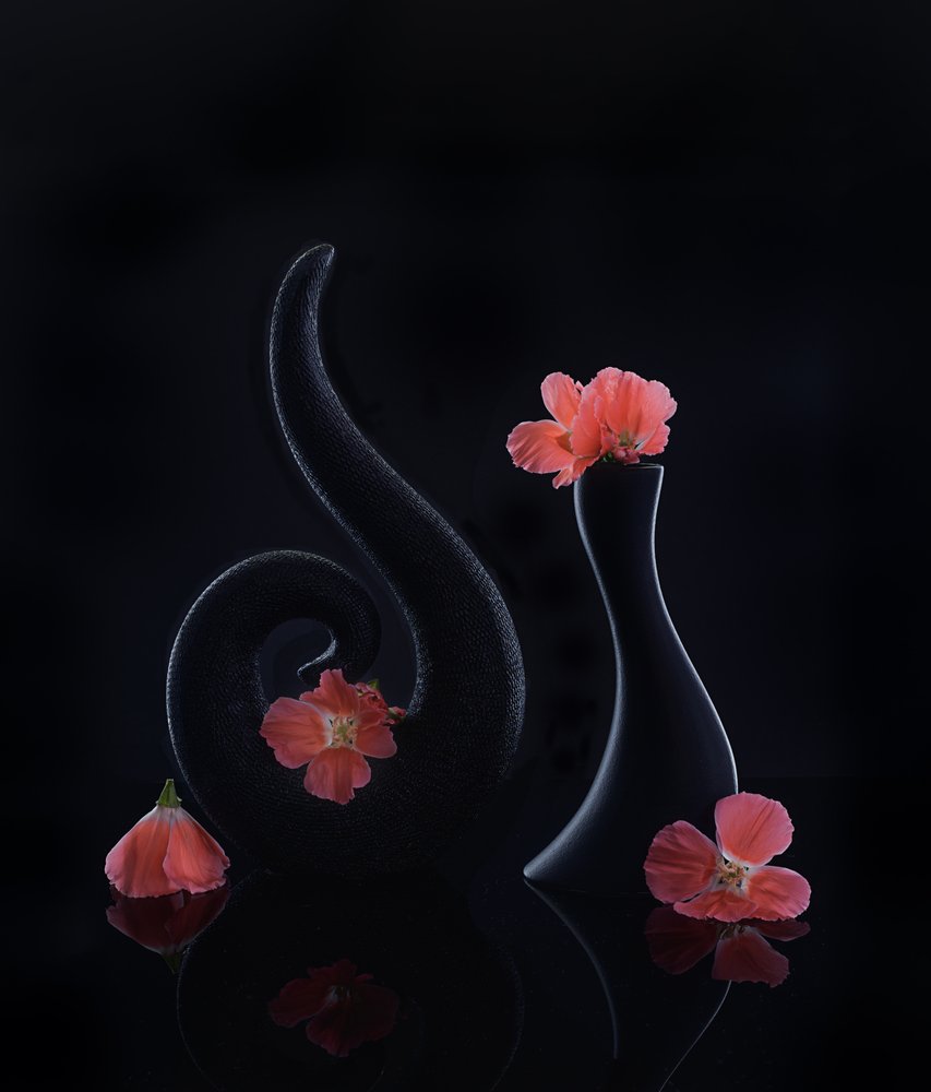 Coralli in fiore su sfondo nero da Alice Sheng