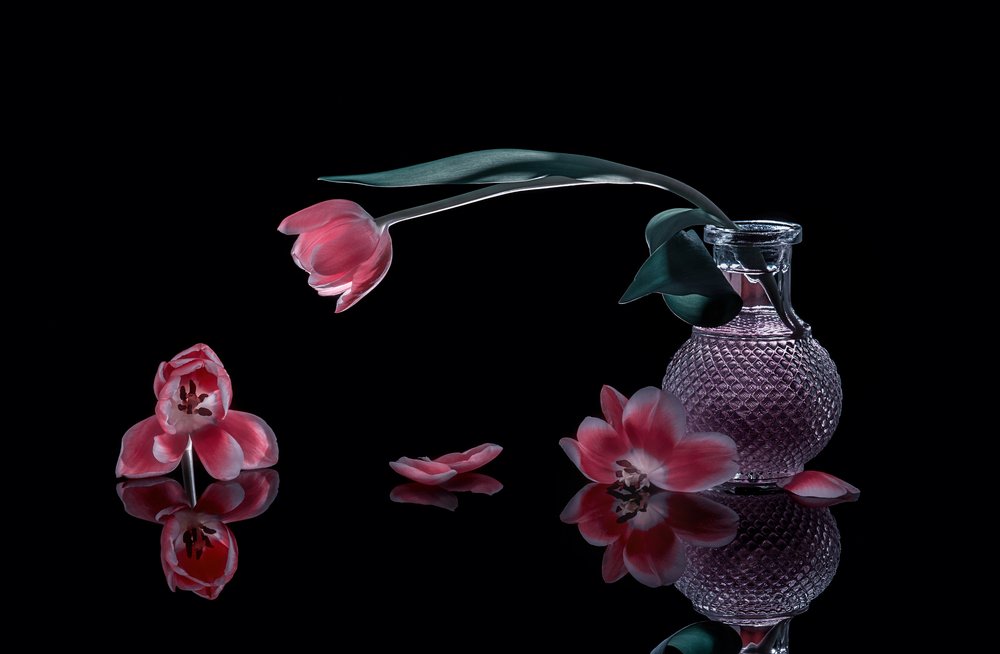 Eleganti tulipani rosa da Alice Sheng