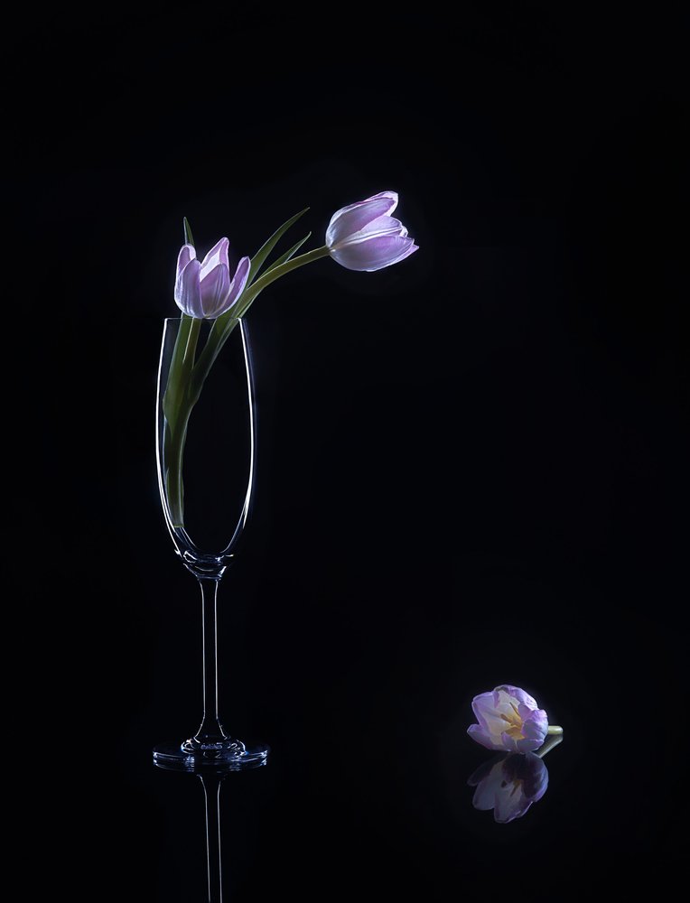 Eleganti tulipani viola da Alice Sheng