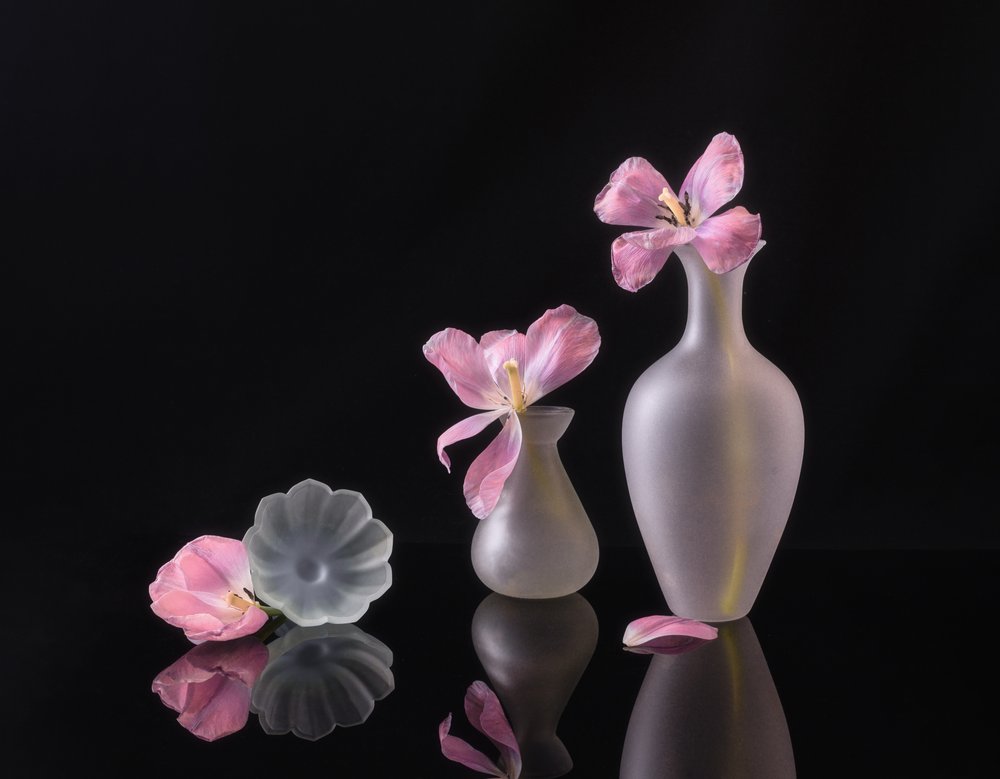 Tulipani rosa che appassiscono da Alice Sheng