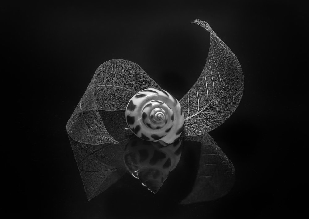 Riflesso sulla conchiglia a spirale da Alice Sheng