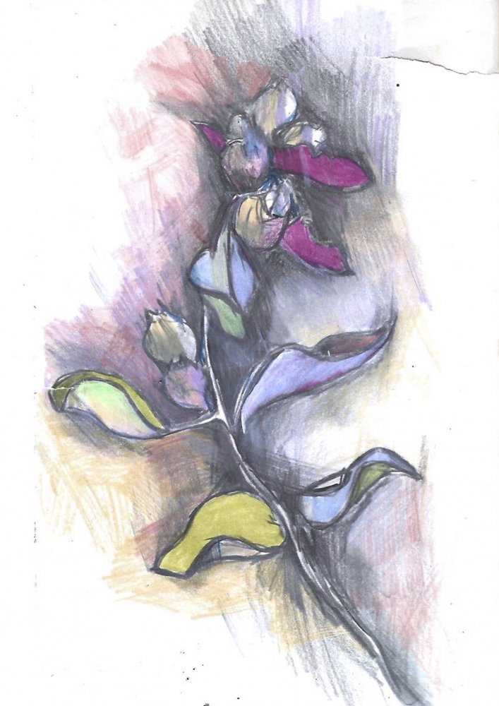 Schizzo botanico colorato da Alice White