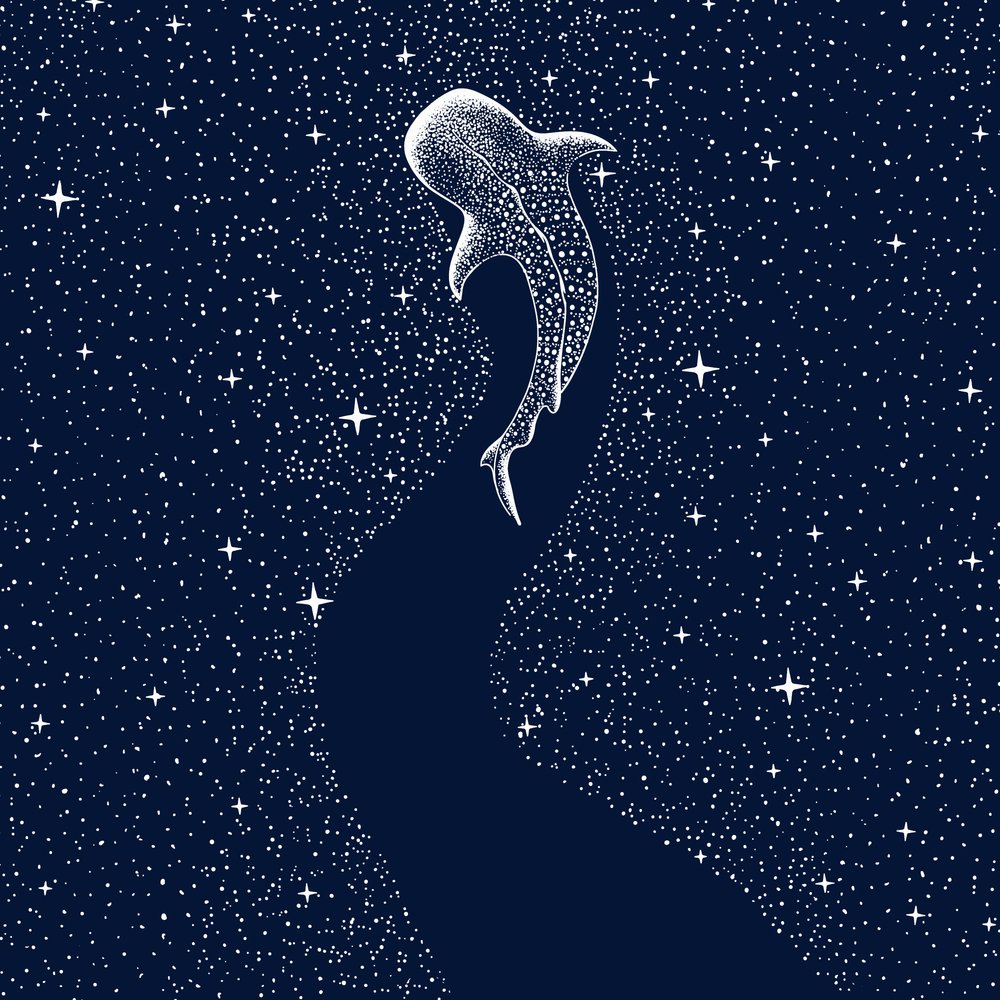 Squalo balena stellato da Alirıza ÇAKIR