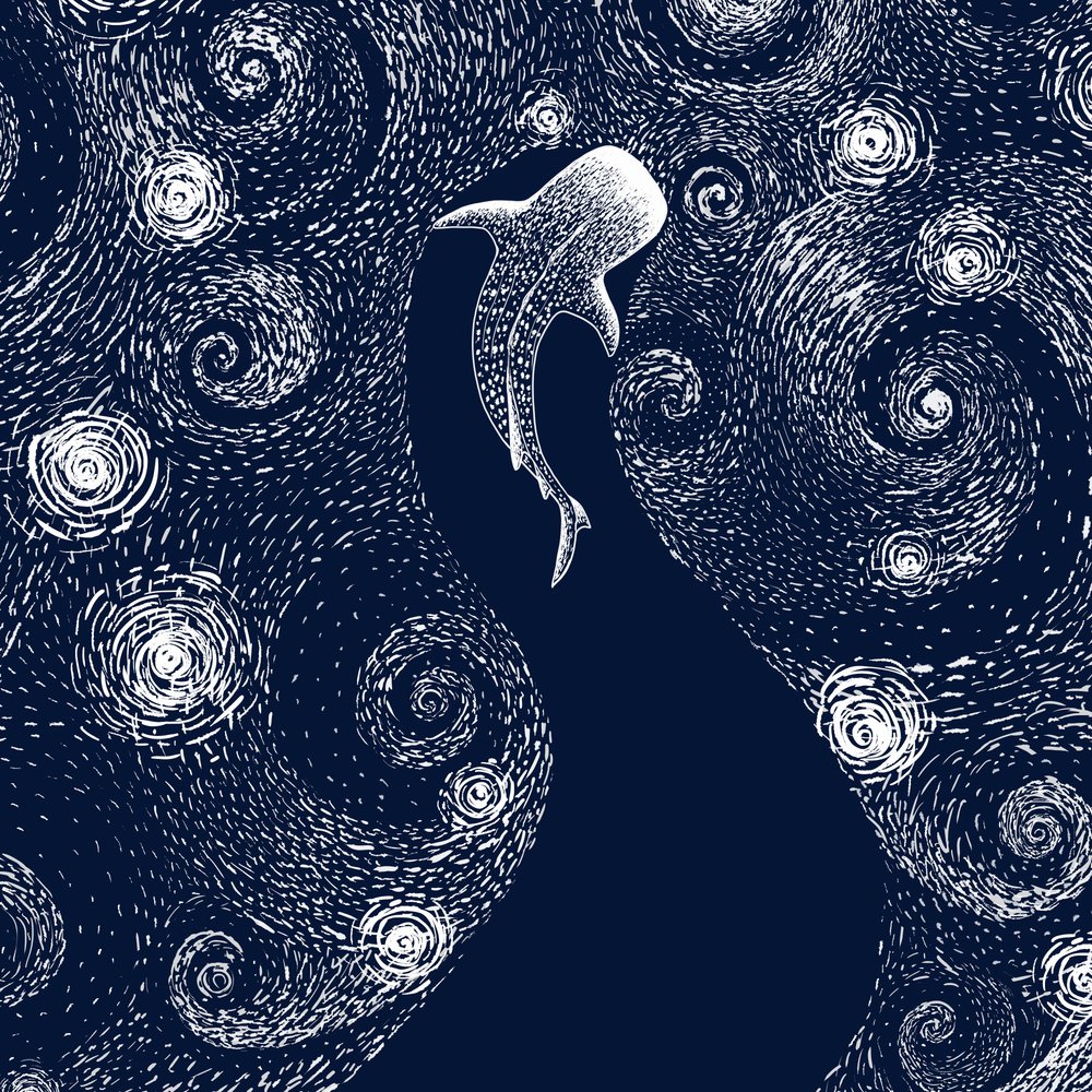 Lo squalo balena nell