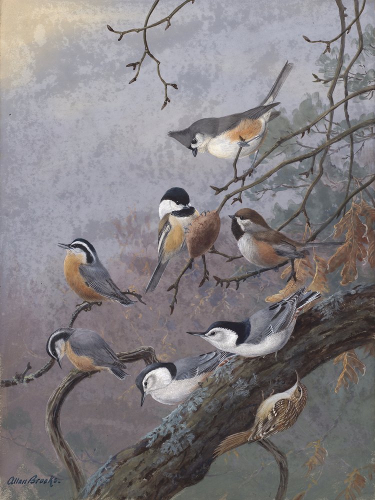 Miscela per uccelli di Allan Brooks da Allan Brooks