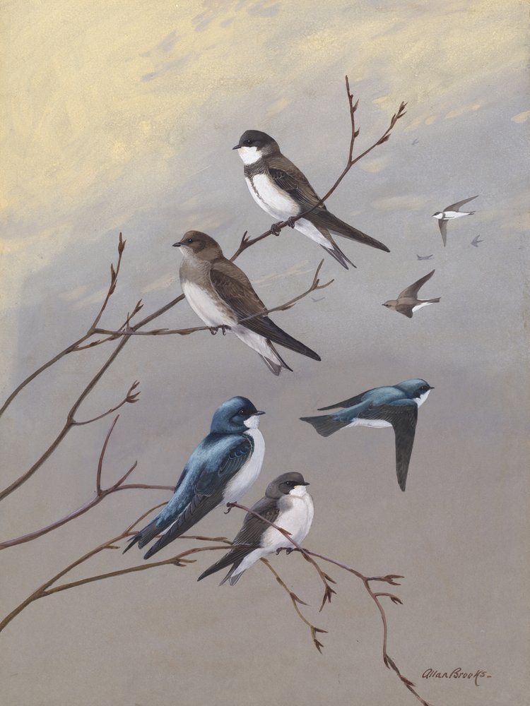 Rondine di Allan Brooks da Allan Brooks