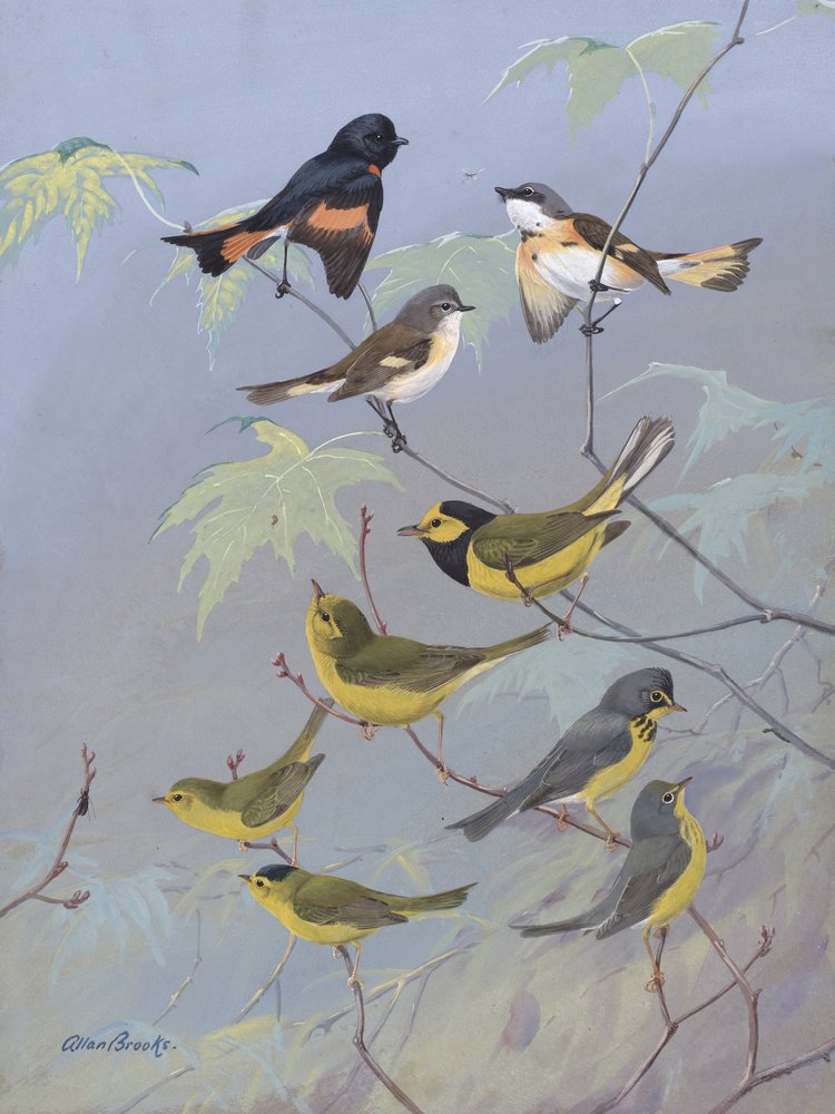 Warblers di Allan Brooks | Allan Brooks | Stampa d'arte