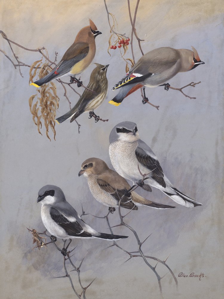 Waxwings di Allan Brooks da Allan Brooks