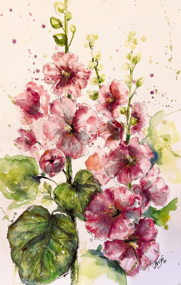 Malvarose rosa vivaci da Anda Bieza