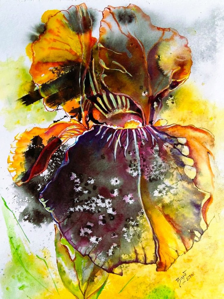 Iris dai colori vivaci in acquerello da Anda Bieza