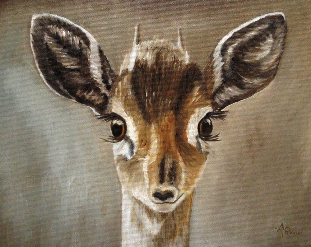 Adorabile cerbiatto dik-dik da Angeles M. Pomata