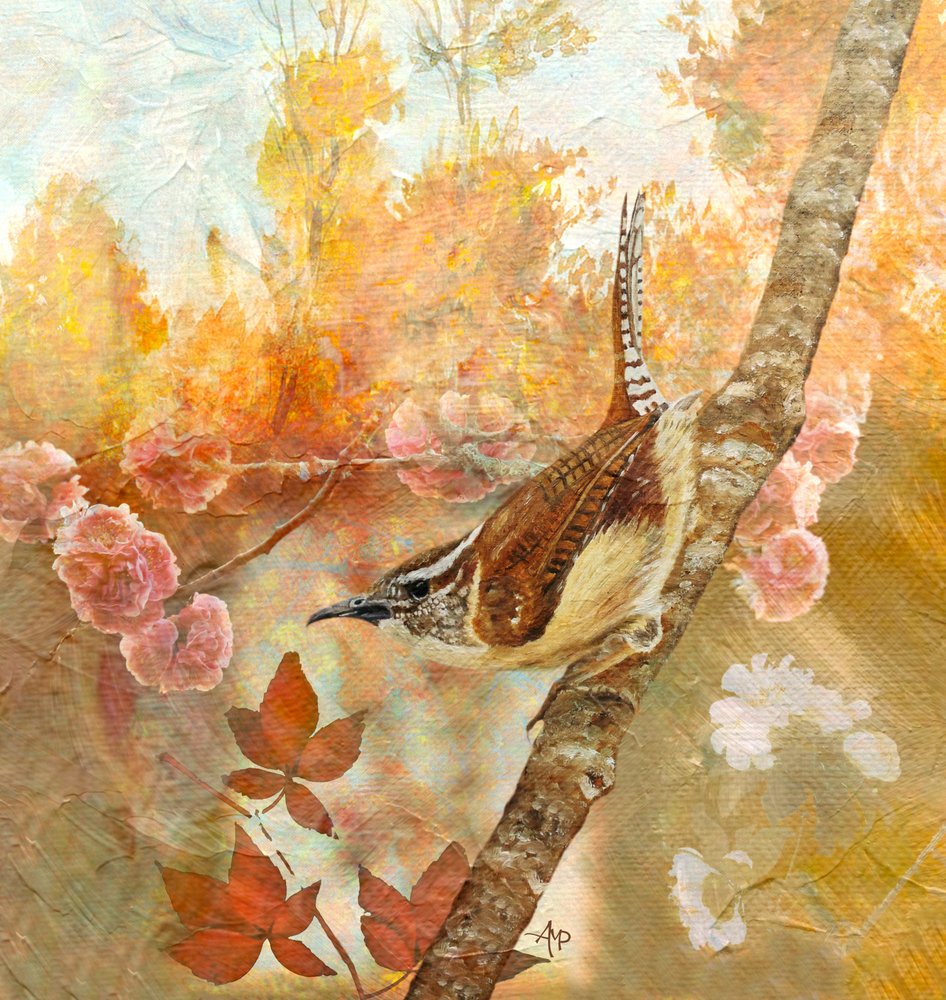 Scricciolo della Carolina in autunno da Angeles M. Pomata
