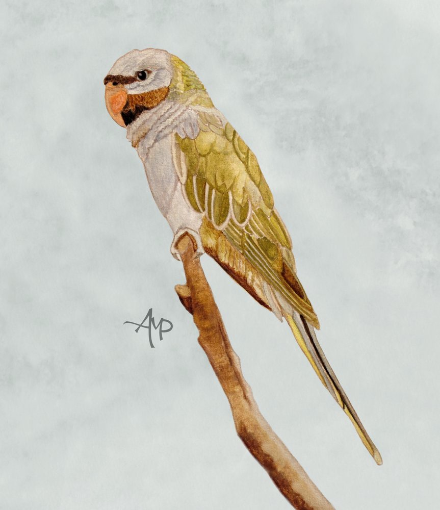  da Angeles M. Pomata