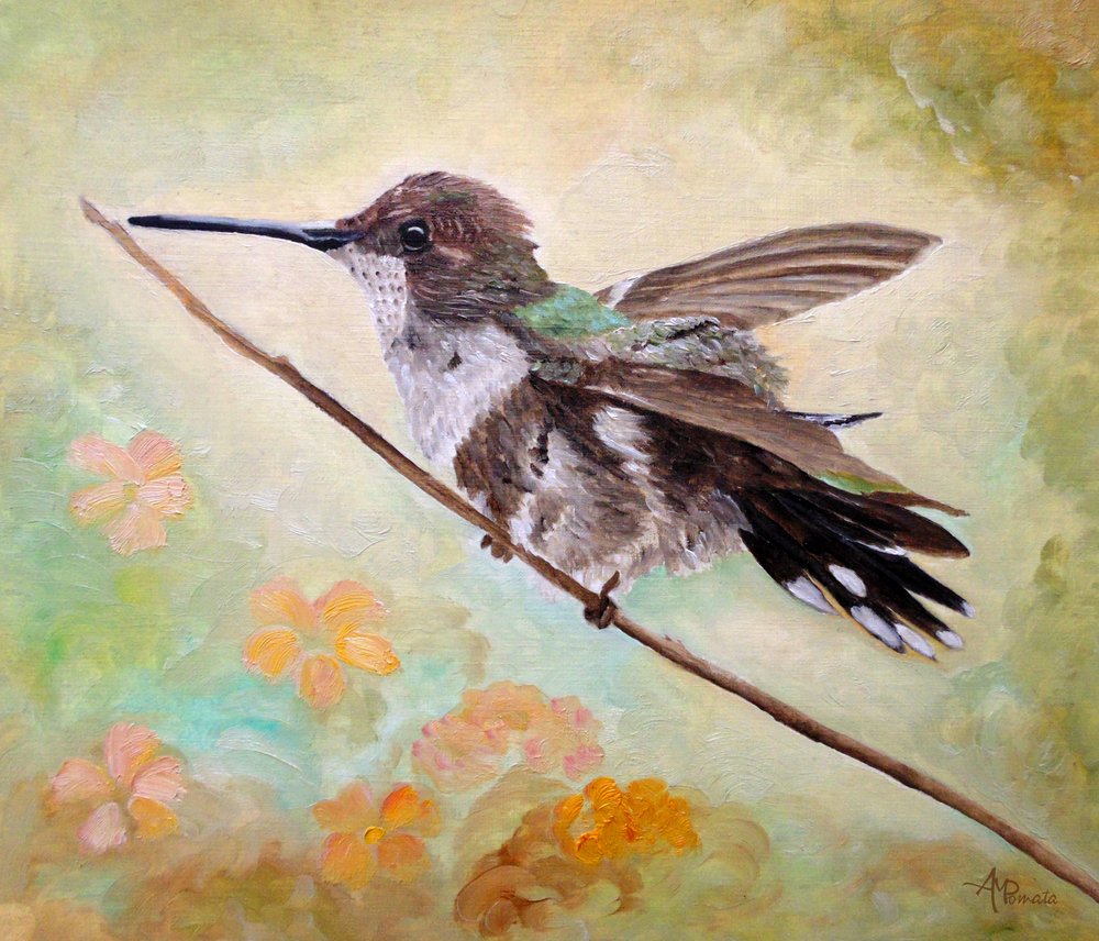 Colibrì su un ramo da Angeles M. Pomata