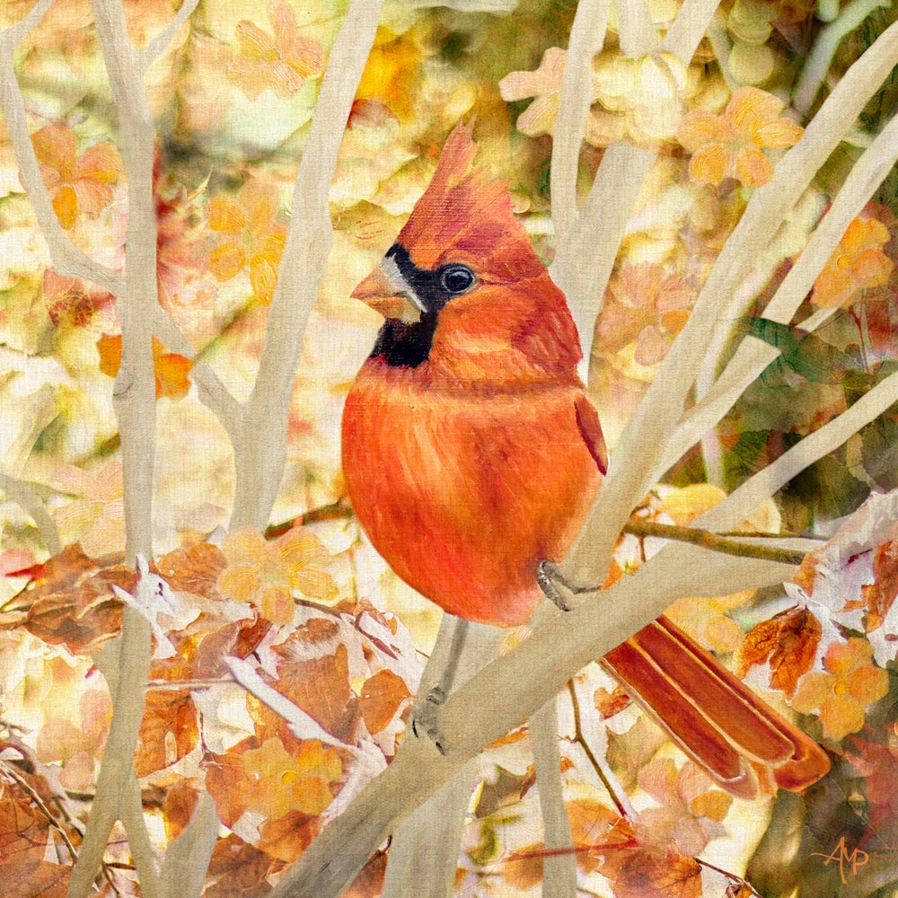 Foglie autunnali del cardinale rosso da Angeles M. Pomata