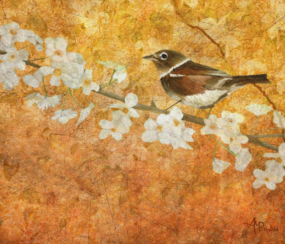 Uccello primaverile in fiore da Angeles M. Pomata