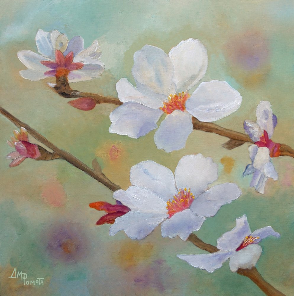 Fiori di mandorlo bianchi da Angeles M. Pomata