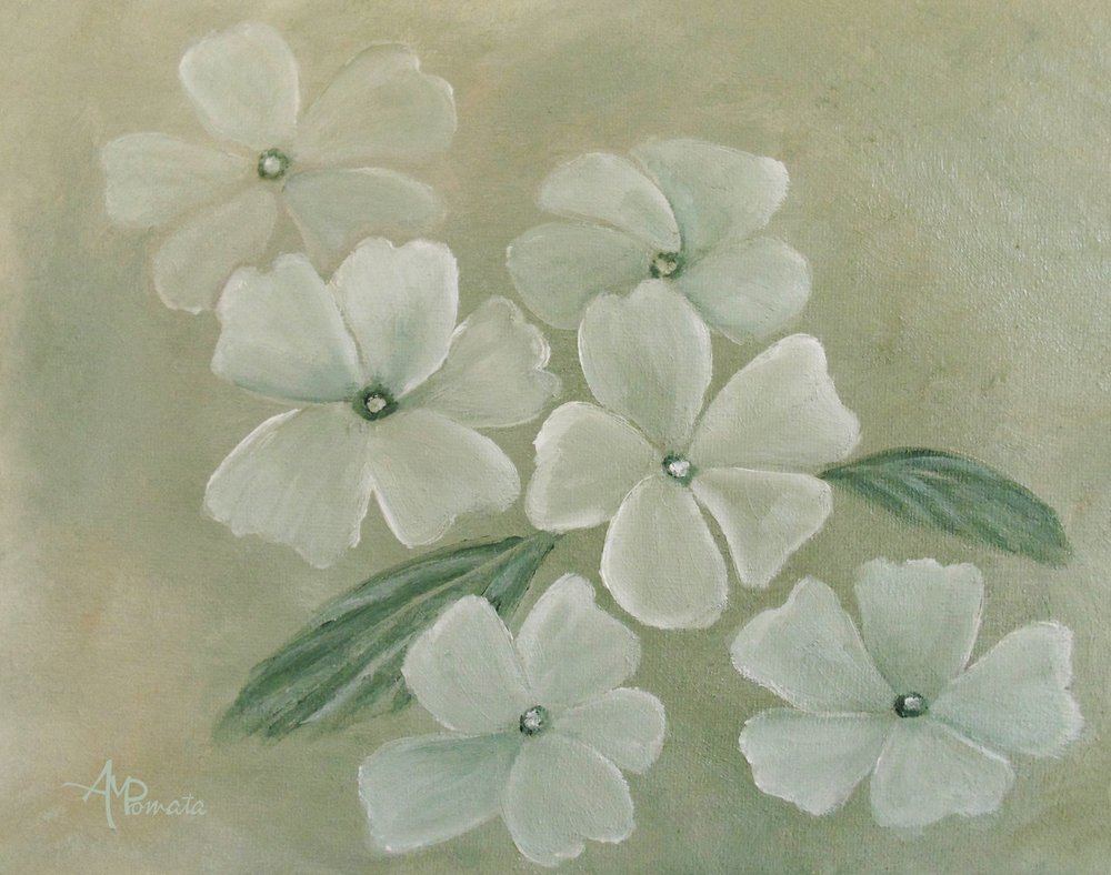 Primula bianca da Angeles M. Pomata