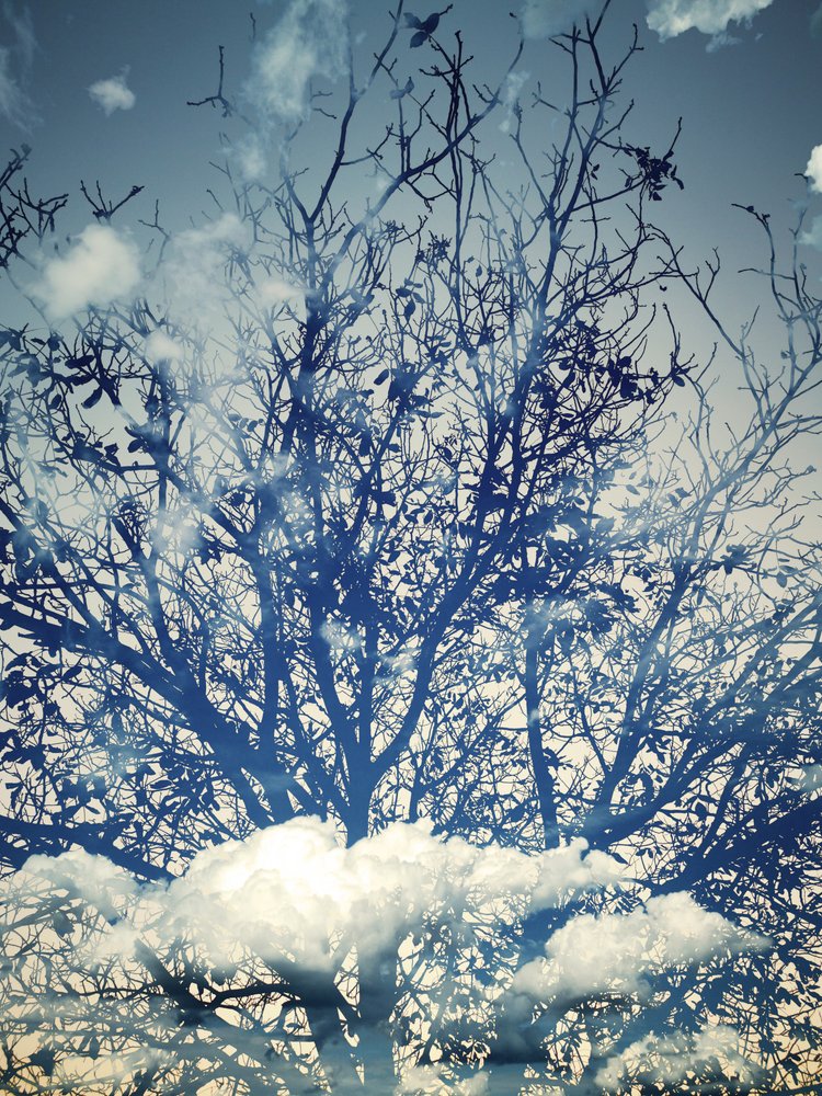 Alberi sotto un cielo azzurro da sogno da Angelo Cerantola