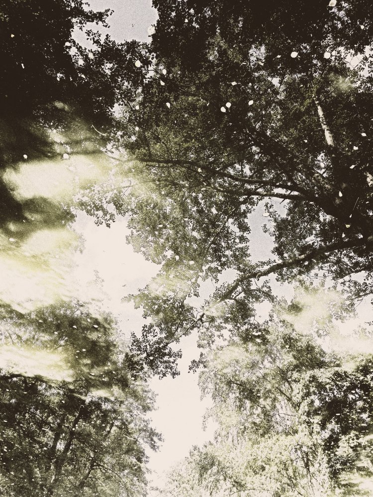 Luce da foresta da sogno da Angelo Cerantola